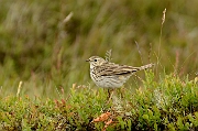 Meadow pipit
